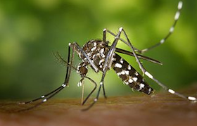 elimination insecte