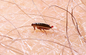 exterminateur nuisibles